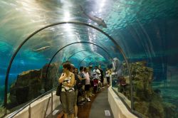 Tunnel di vetro all'acquario di Barcellona, Spagna. L'attrazione maggiore dell'acquario è l'Oceanarium dove si possono ammirare squali e altre specie marine grazie al ...