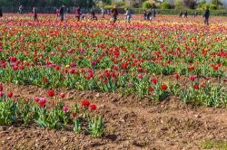 Turisti nel campo di tulipani di Cornaredo, alle porte di Milano in Lombardia