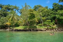 Due turisti praticano snorkeling nel mare cercando pesci tropicali vicino alle riva fitta di vegetazione, Bocas del Toro, Panama.




