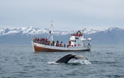 Turisti partecipano a un'escursione di whale watching nella baia di Husavik (Islanda) - © Remizov / Shutterstock.com