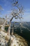 Uccelli marini nidificano nell'area dell'isola Mogo Mogo, Las Perlas, Panama. Uno degli incantevoli scenari offerti da questa piccola isola dell'arcipelago panamense.



