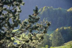 Uccellini sul ramo di un albero nei pressi di Stoos, Svizzera, Canton Svitto.
