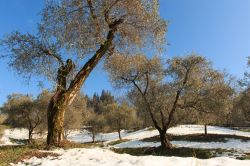 Uliveti a Monte Isola, Lago d'Iseo. Dagli ulivi di Monte Isola si ricava un pregiato olio  extravergine d'oliva Dop utilizzato per le sue proprietà organolettiche e per le ...