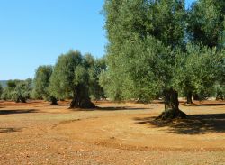 Uliveti secolari nelle campagne di Cisternino in Puglia