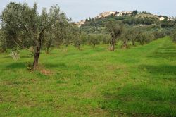 Ulivi nelle campagne di Rosignano Marittimo, comune di 32.000 abitanti in provincia di Livorno, sulla costa della Toscana.