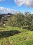 Ulivi nelle campagne di Cartoceto, celebre per il suo olio Dop