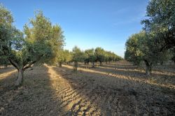 Ulivi nelle campagne di Strongoli, provincia di Crotone, costa ionica della Calabria