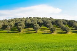 Ulvi nelle campagne del Lazio nei pressi di Palombara Sabina