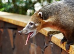 Un Coati affamato cerca di commuovere i visitatori ...