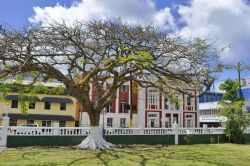 Un abero in Derek Walcott Square a Castries, St. Lucia