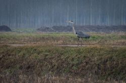 Un airone cenerino nelle campagne di Morimondo. Con il nome scientifico Ardea cinerea Linnaeus, si identifica un uccello appartenente alla famiglia Ardeidae. Originario delle regioni temperate ...