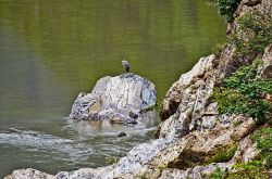 Un airone sulle rive del Lago di Savio (o di Vobbietta) a Isola del Cantone in Liguria  - © Terensky, CC BY 3.0, Wikipedia