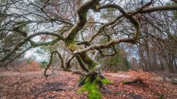 Un albero dalla forma originale nella foresta di Verzy vicino a Reims, Francia. Siamo all'interno del Parco Naturale Regionale della Montagna di Reims dove si trovano i faggi campestri (faux) ...