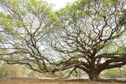 Un albero della pioggia, "Samanea saman", nella regione del Kanchanaburi, Thailandia.
