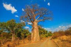 Un albero di baobab al Musina Nature Reserve in Sudafrica. In questa riserva si trova la più alta concentrazione di baobab di tutto il paese.

