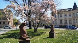 Un albero di magnolia in fiore in un parco di Bautzen (Germania). In primo piano, due statue di orsi - © Baytemur Natallia / Shutterstock.com