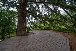 Un albero monumentale nel parco di Villa Ghigi a Bologna in Italia