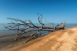 Un albero secco sulla spiaggia sabbiosa del Suriname (Sud America).

