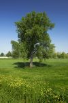 Un albero solitario nelle campagne intorno a Zibello vicino al fiume Po