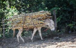 Un asino trasporta canna da zucchero vicino alla città di Piura, nel nord del Perù. Per uscire da un'economia e da un'agricoltura di sussistenza, i contadini del nord Perù ...