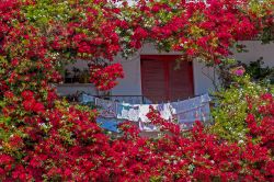 Un balcone impreziosito da profumati fiori rossi sull'isola di Tino, Grecia.

