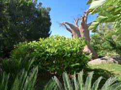 Un baobab al Bioparc Fuengirola, Spagna. Questo zoo situato in Avenida de Camilo José Cela è dedicato integralmente alla conservazione delle specie tropicali principalmente di ...