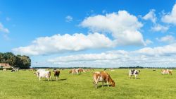 Un bel paesaggio rurale olandese con campi verdi e mucche al pascolo, provincia di Flevoland, Paesi Bassi.


