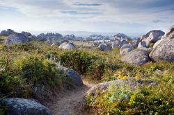 Un bel sentiero sull'isola di Lavezzi tra fiori e rocce, Corsica.
