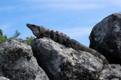 Un bell'esemplare di iguana si riposa sui massi a Puerto Aventuras, Yucatan, Messico.

