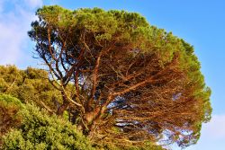 Un bell'esemplare di pino marittimo a Pieve Ligure, Genova. In Italia questa pianta cresce spontanea in Liguria, Toscana, Sardegna e nell'isola di Pantelleria.



