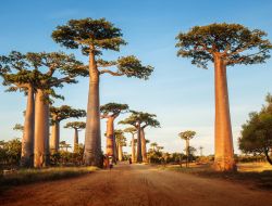 Splendidi esemplari di baobab nell'Allée des Baobabs, la famosta strada statale vicino a Morondava circondata dai giganteschi alberi nel cuore del Madagascar rurale.
