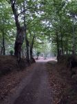 Un bosco di Roccamonfina: qui sono abbondanti gli alberi di castagne - © Ursula iris - CC BY 3.0, Wikipedia