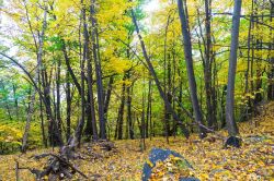 Un bosco tra le montagne di Villar Focchiardo vicino a Torino, in Piemonte. La zona è celebre per i suoi castagneti e la sagra del Marrone che si svolge ogni anno ad ottobre