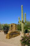 Un cactus a Paradise Valley al Barry Goldwater Memorial vicino a Scottsdale, USA - © EQRoy / Shutterstock.com