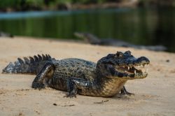 Un caimano attraversa la spiaggia per raggiungere il fiume Cuiaba, Mato Grosso, Brasile.

