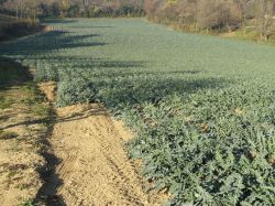 Un campo di Broccolo fiolaro, una coltivazione tipica delle campagne di Creazzo