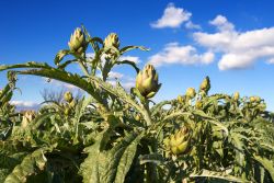 Un campo di Carciofi a Masainas in Sardegna, dove si svolge la celebre sagra