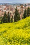 Un campo di fiori di colza nella campagna di Tudela, Spagna. Sullo sfondo, la cattedrale di Santa Maria. 
