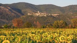 Un campo di girasoli al tramonto fotografati a Sermoneta, Lazio, in estate.



