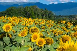 Un campo di girasoli nei pressi di Ferney-Voltaire, Francia. Sullo sfondo, i monti Jura.

