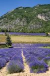 Un campo di lavanda a Demonte, Piemonte. Nella Valle Stura, questo piccolo territorio piemontese ospita campi e coltivazioni di lavanda chiamata "isop" in lingua occitana.

