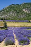 Un campo di lavanda a Demonte, Piemonte. Nella Valle Stura, questo piccolo territorio piemontese ospita campi e coltivazioni di lavanda chiamata "isop" in lingua occitana.

