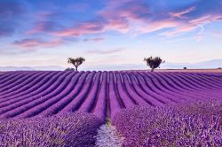 Un campo di Lavanda della Provenza: siamo vicino a Valensole nel sud della Francia