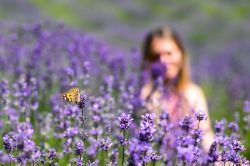 Un campo di Lavanda nella zona di Andonno di Valdieri in Piemonte