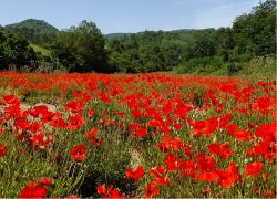 Un campo di papaveri in fiore nel Mugello, vicino a Borgo San Lorenzo in Toscana