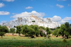 Un campo di ulivi e il borgo bianco di Ostuni in Puglia.