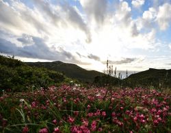 Un campo fiorito a Gonnesa, regione dell'Iglesiente (Sardegna). Protagonista dell'epopea mineraria, questa località nel sud-ovest del paese, è attorniata da splendide attrazioni ...