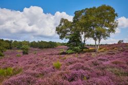 Un campo fiorito a Mookerheid nei pressi di Nijmegen e Molenhoek, Olanda. Siamo nella provincia del Limburgo. In questa zona, nel 1574 ci fu una grande battaglia fra olandesi e spagnoli.
