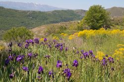 Un campo fiorito a Santo Stefano di Sessanio negli Appennini abruzzesi, provincia de L'Aquila.

