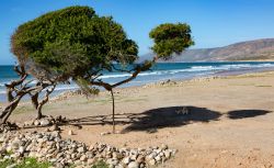 Un cane all'ombra di un albero lungo la costa nei pressi di Taghazout, Marocco. Qui, fra l'altro, si possono ammirare splendidi tramonti e albe che riflettono i loro colori sulle acque ...